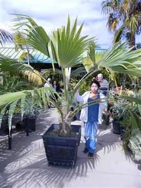  Pritchardia from Hawaii