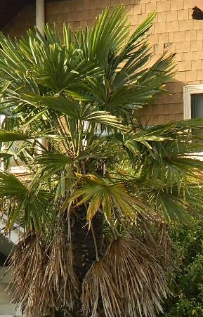  This Windmill Palm needs pruning  