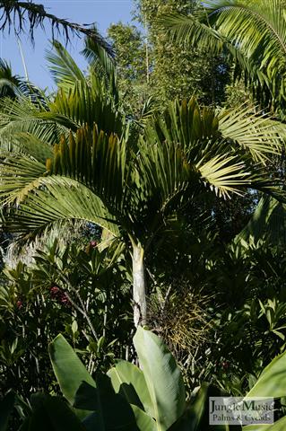 Ptychosperma elegans:
An elegant single trunked pinnate palm with a gorgeous overall appearance.  It is a good growing, think trunked and crown shafted.  Cold hardy to 26 to 28 degrees, at which temperature it might show some damage.  Prefers strong filtered light or coastal sun in some cases