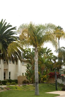 An under-fertilized Queen Palm - Note yellow leaves