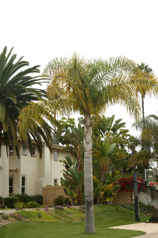 Note that the Queen Palm has yellow leaves and is nutritionally challenged
