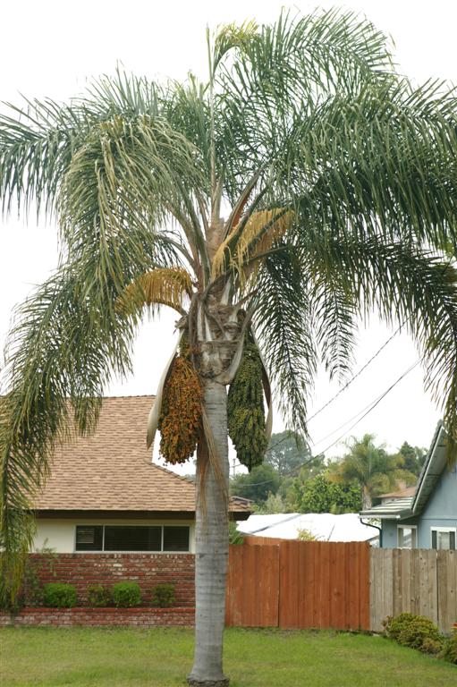 Another view of the Queen Palm in fruit from afar.  