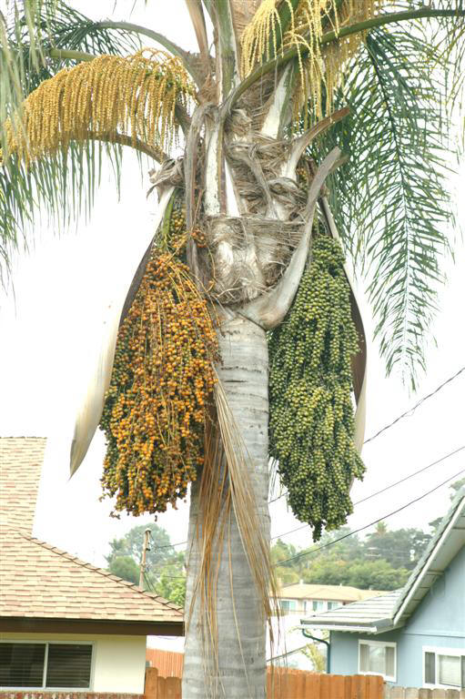 Close up view of Queen Palm fruit, mature seeds
on left, green seeds on right 