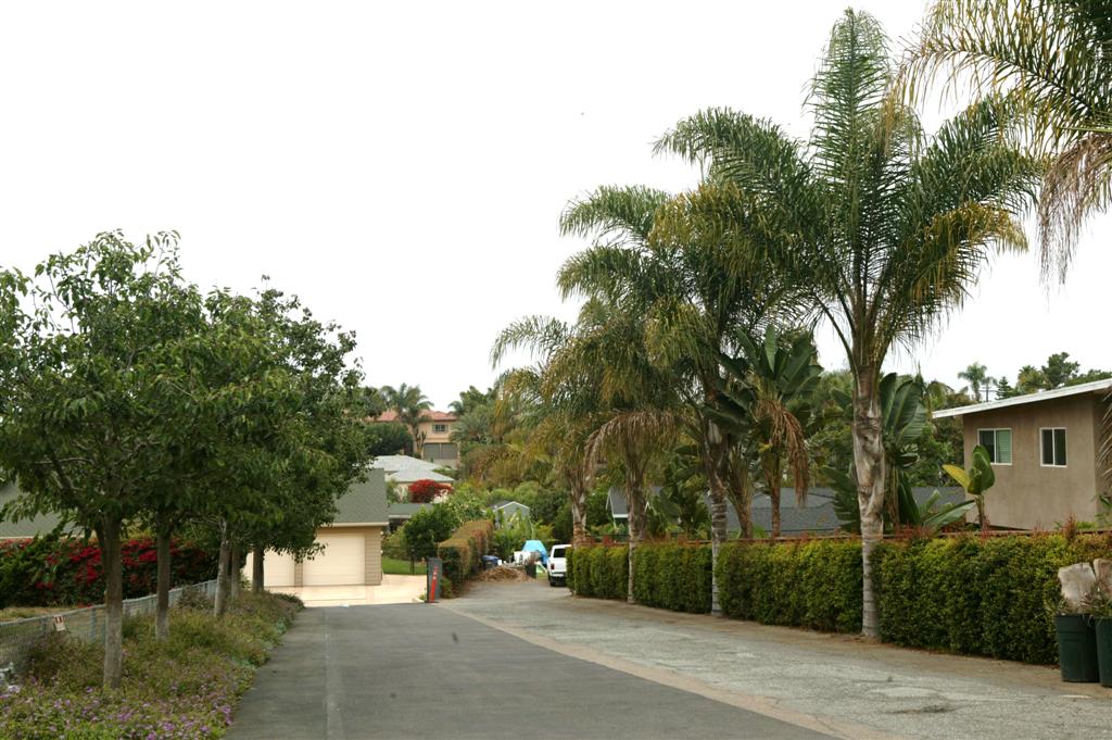 Queen Palms lining a driveway