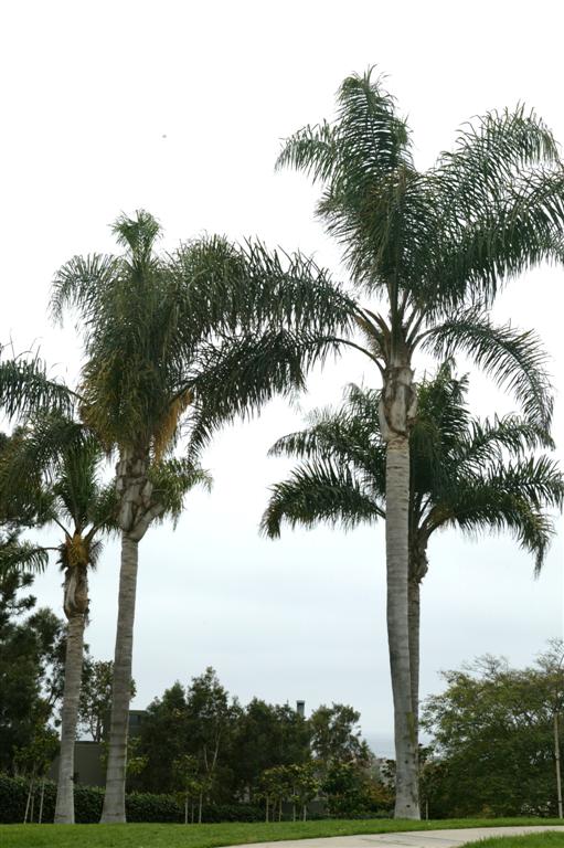 Queen Palms in a public park.