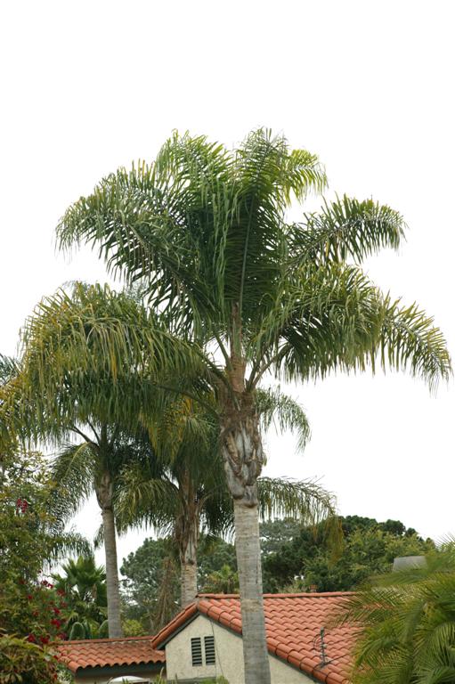 Queen Palm in domestic plantings.