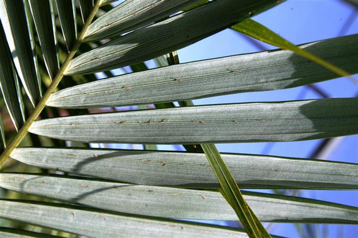  underside of leaflets showing prominent ramenta