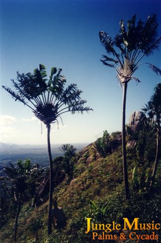  photograph in habitat