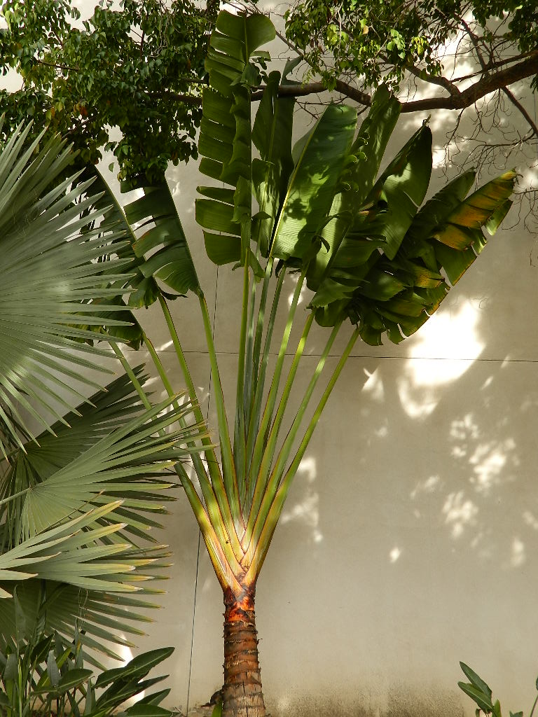  Traveler Palm Balboa Park, San Diego