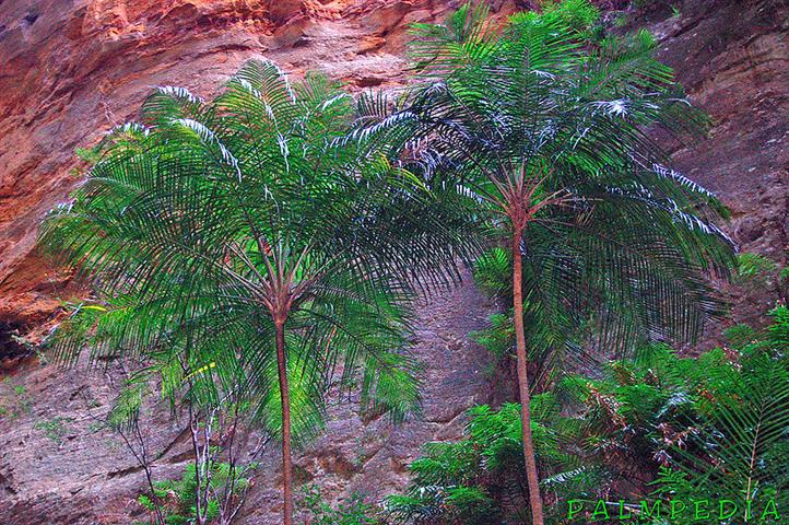 

Ravenea glauca:  A rather small Ravenea with a trunk about 4 inches in diameter and a height of about 20 feet.  Very dainty and pretty.  It takes down to about 26 or 28 degrees and likes sun or filtered light.  Photo by unknown author c/o Palmpedia
