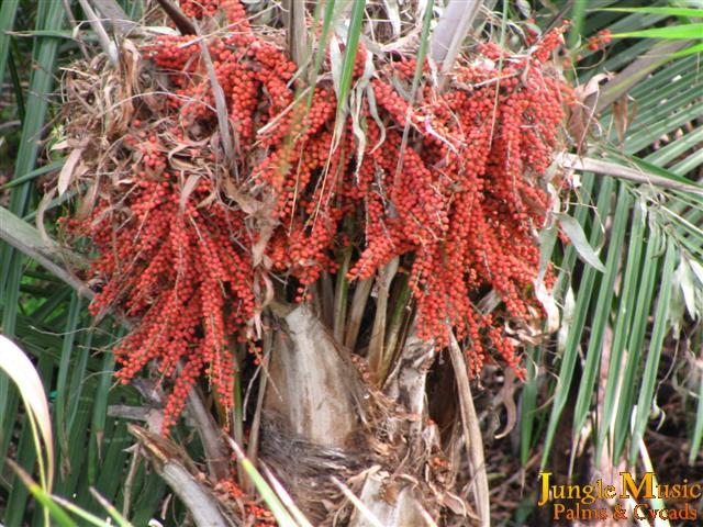 This is a photo of "dud" seeds of Ravenea
madagascarensis var. monticola.  These seeds are
undersized but look great.  There was no male plant in
the vicinity of this female and they proved not to be
fertile. 