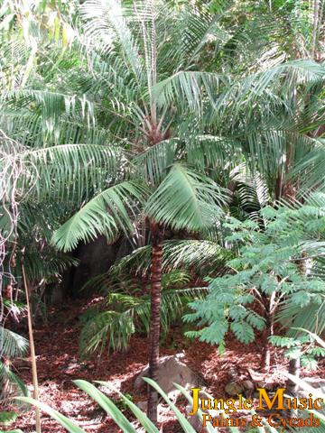  Ravenea madagascarensis var. monticola in a domestic garden.  Note, there is some controversy over this name.