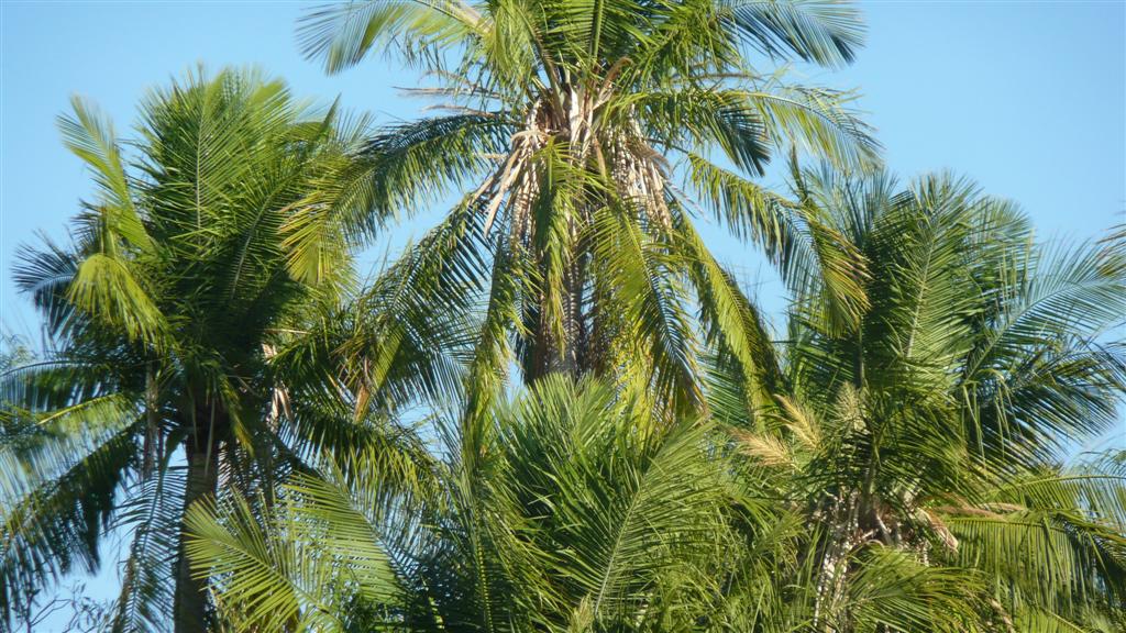  Ravenea rivularis in the wild in Madagascar, photo by MR      