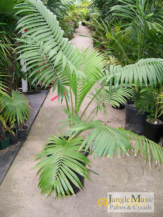  A very rare species, Ravenea sp. "anjouan", from Anjouan Island in the nearby Comores and not found in Madagascar.  This plant is in a 15g. 