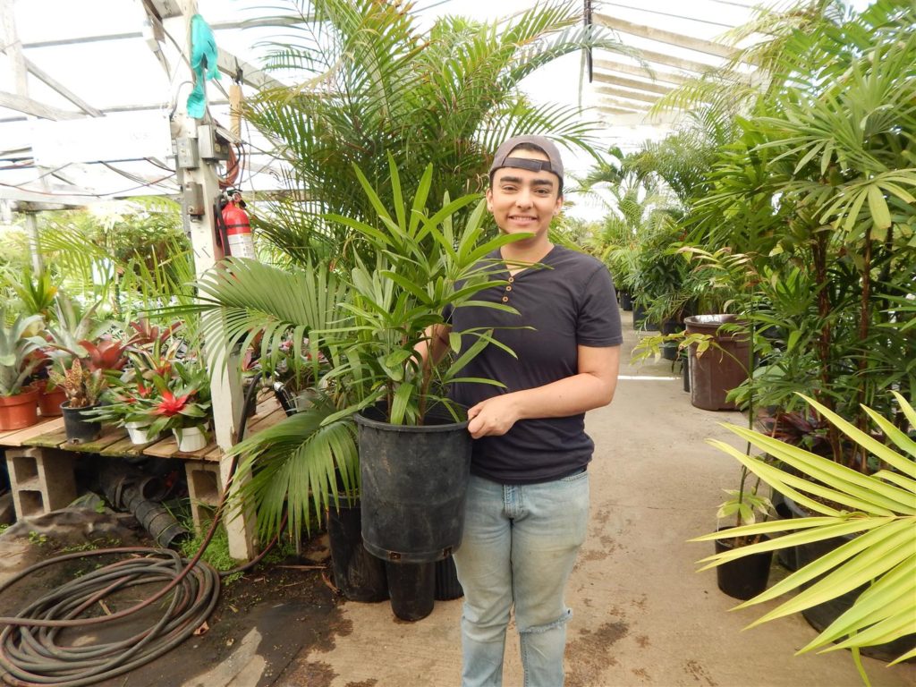  Shippable Rhapis excelsa 5g size