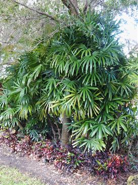 

Rhapis excelsa:  Also a great house plant, this small, suckering fan palm tolerates to 18-20 degrees and prefers filtered light or shade.  Rhapis humilus may be even more cold hardy that R. excelsa
