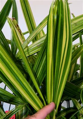  a variegated form - quite rare