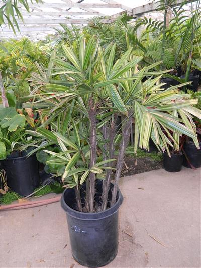 Variegated Rhapis excelsa