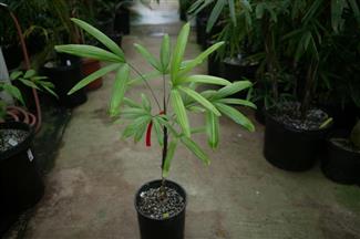 Variegated Rhapis excelsa