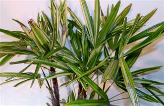 Variegated Rhapis excelsa