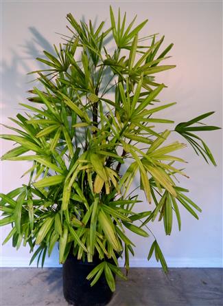 Variegated Rhapis excelsa