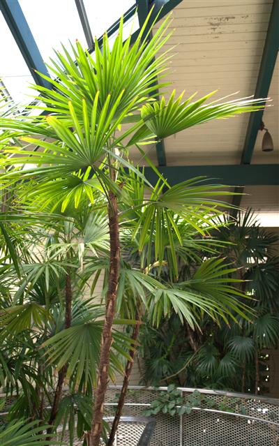 Rhapis humilus:  This gorgeous suckering fan palm is a knockout.  It gets quite tall (to 16 feet), prefers filtered light, likes moisture, and is very exotic.  Its miniature cousin,  the related palm Rhapis multifida, is just as gorgeous but smaller.  Both take down to about the mid to lower  20’s F.