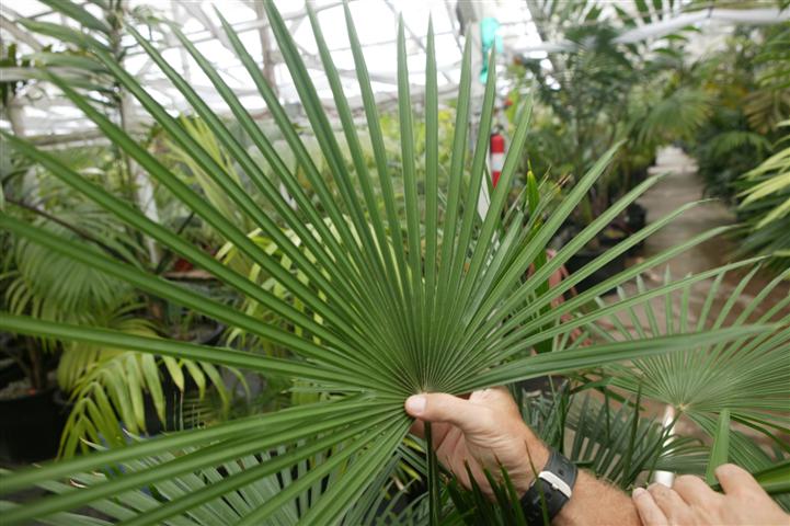  Another fan leaf, Rhapis multifida