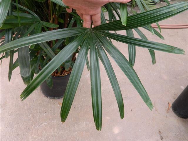 Rhapis multifida with thin leaflets and
a fan palm leaf