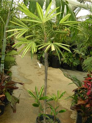 Variegated Rhapis excelsa