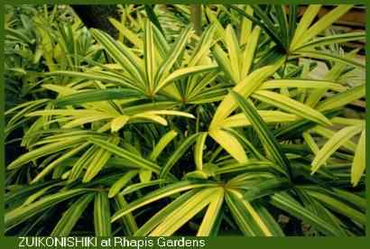  Rhapis excelsa zuikonishiki by LM, Rhapis Gardens