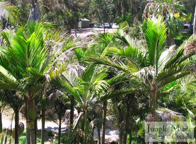 

Rhopalostylis bauerii:   A very attractive crown shafted pinnate palm that prefers filtered light, though many people grow them in sun coastally, and is from New Zealand.  It is somewhat slow growing, single trunked, and tropical appearing.  This species gets approximately 20-25 feet in Southern California.  It takes down to 24 degrees, a bit lower than the Kentia Palm. 
