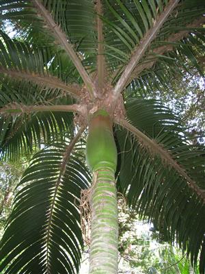  Rhopalostylis baueri