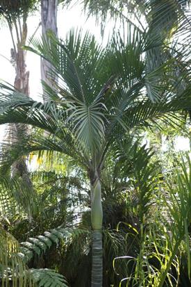 Note how leaves are more arched than on
Rhopalostylis sapida 