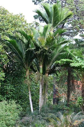  Rhopalostylis baueri, Raoul Island, Wikipedia