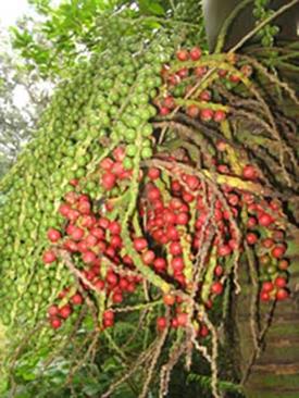 hopalostylis baueri fruit by New
Zealand Plant Conservation Network