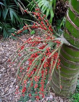 Rhopalostylis baueri fruit by
Palmpedia unknown author