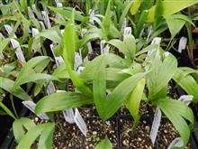  New Rhopalostylis seedlings repotted into band containers