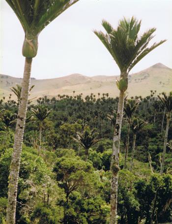 Rhopalostylis oceana by Palm & Cycad Soc.
Of New Zealand