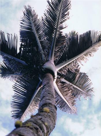 Rhopalostylis oceana, a type of R. sapida,
by Palm & Cycad Soc. of New Zealand