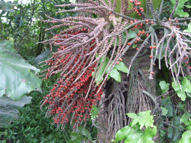  photo by nznativeplants.co.nz