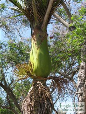  Rhopalostylis sapida