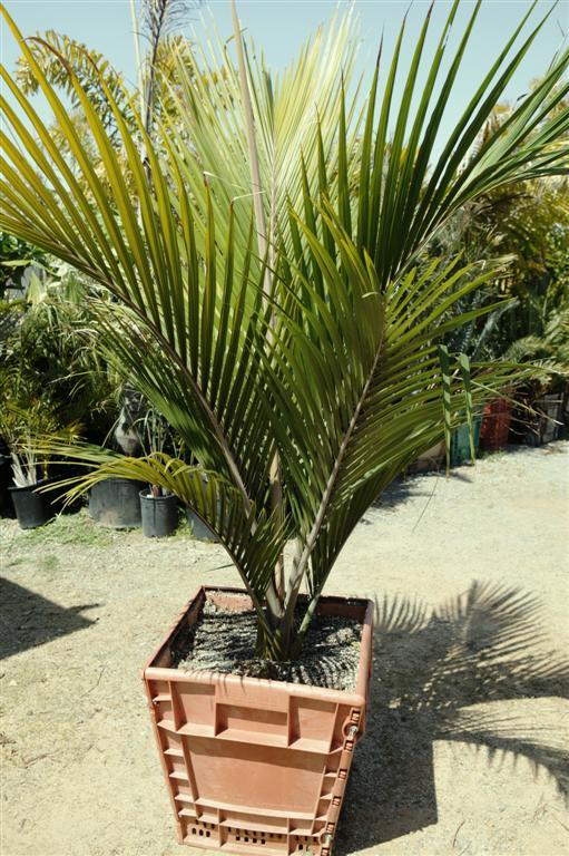  Rhopalostylis sapida 24 inch box