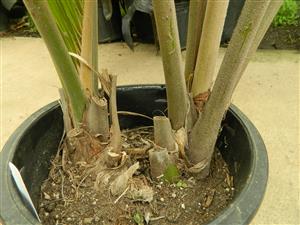  Note the gray-green color of the leaf stems 