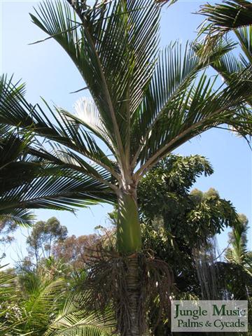 

Rhopalostylis sapida:   The Shaving Brush Palm or Nikau Palm has similar cold tolerance as the R. bauerii, but takes more sun.  It likewise is slow growing but worth the wait.  Every palm enthusiast must have one.  Plant in filtered light unless you’re right on the coast.
