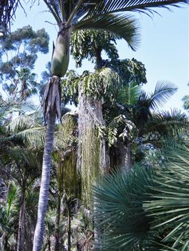 Old specimen in San Diego.  Note brown color
of the sun exposed trunk.