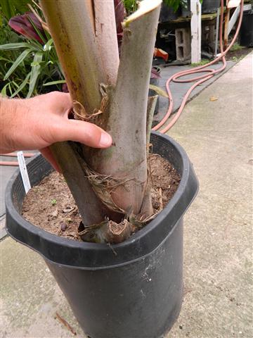  Gray colored leaf stems 