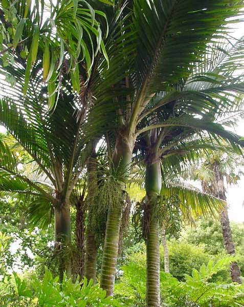  Rhopalostylis baueri variety Cheesemanii by Malcolm Thomas PACSOA