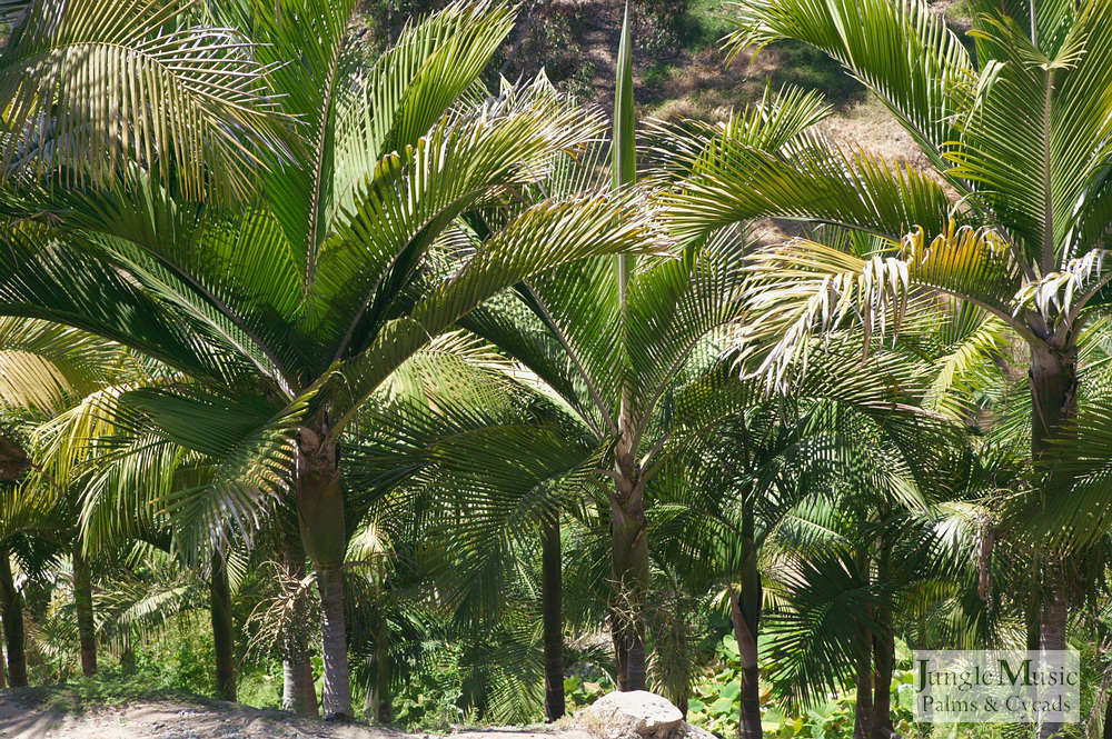  Rhopalostylis sapida, closer view of the crowns