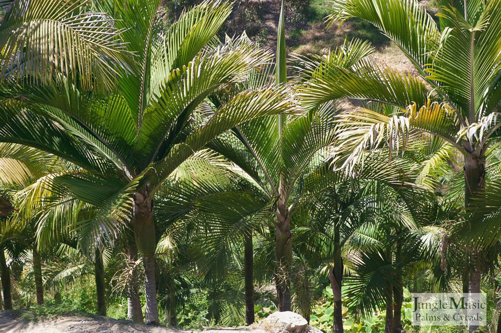  Rhopalostylis sapida in a public planting