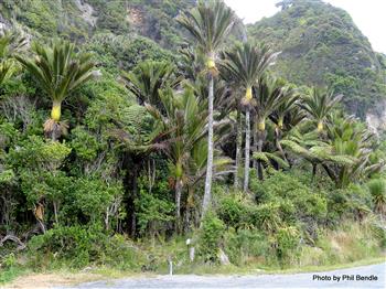 Rhopalostylis oceana, a type of R. sapida,
by Palm & Cycad Soc. of New Zealand